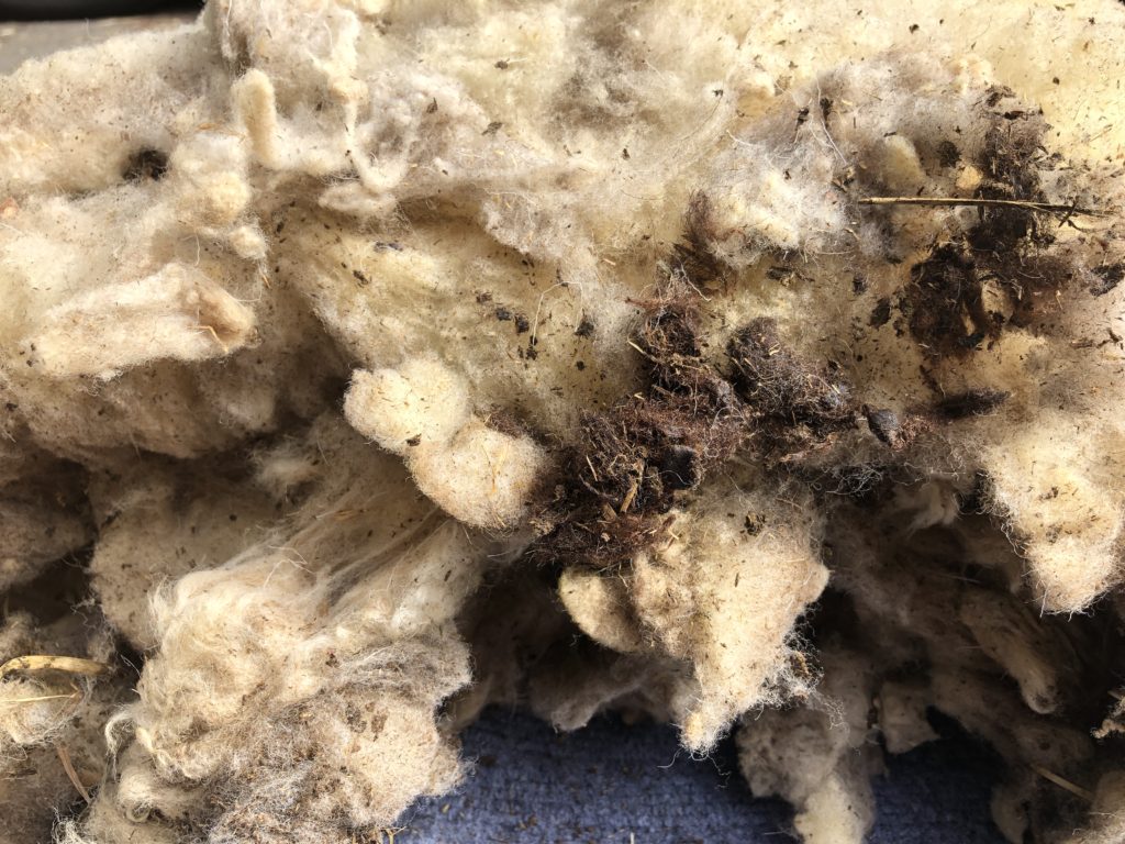 a close-up of hay, burs, sheep poo, dirt, and other debris in a white fleece