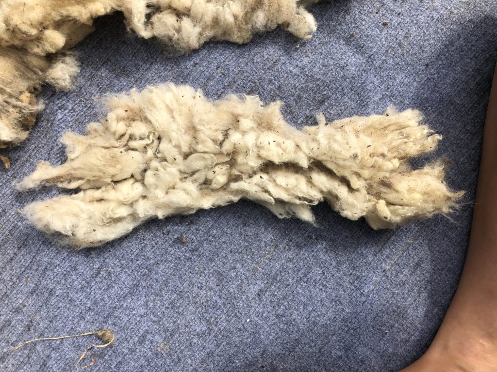 a small bit of uncarded wool, full of dirt and debris, that has separated from the main fleece of a sheep