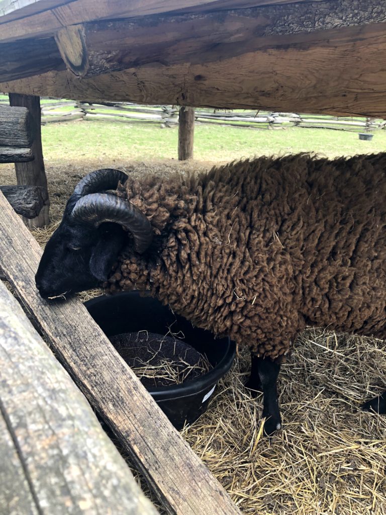 a Hog Island sheep looks out of a traditional wooden pen