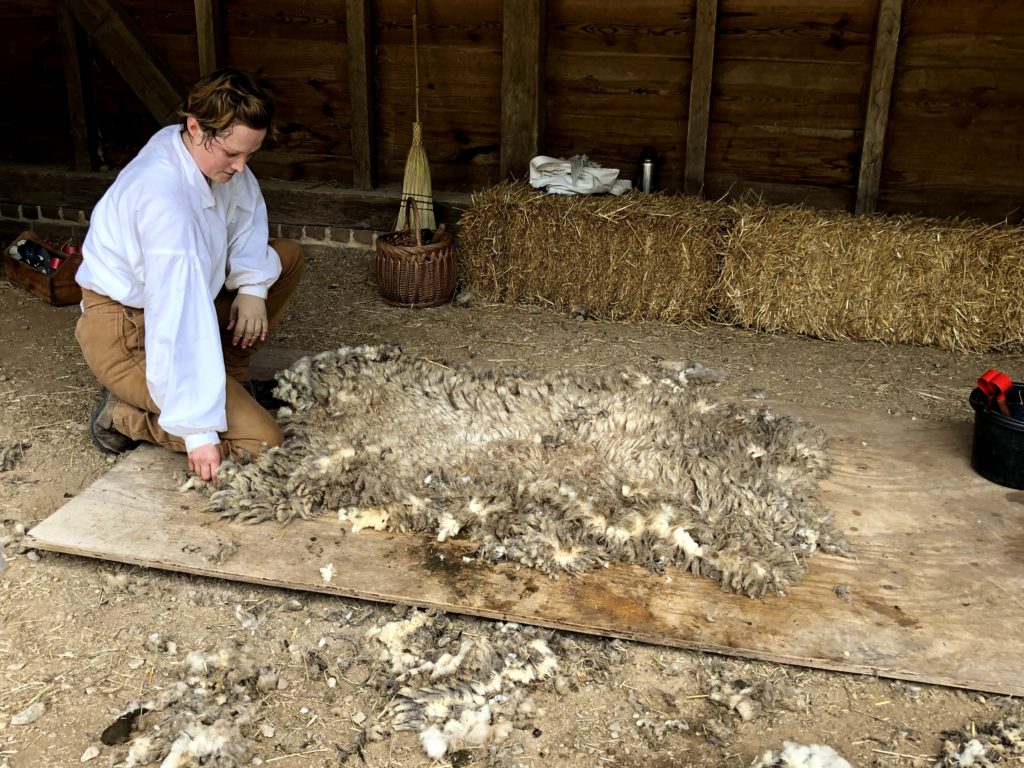 a historical interpreter displays the fleece shorn from a Hog Island sheep