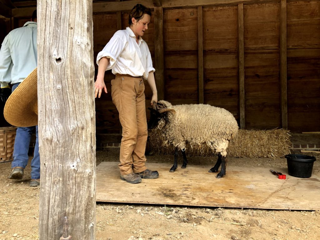 a historical interpreter prepares to shear a Hog Island sheep