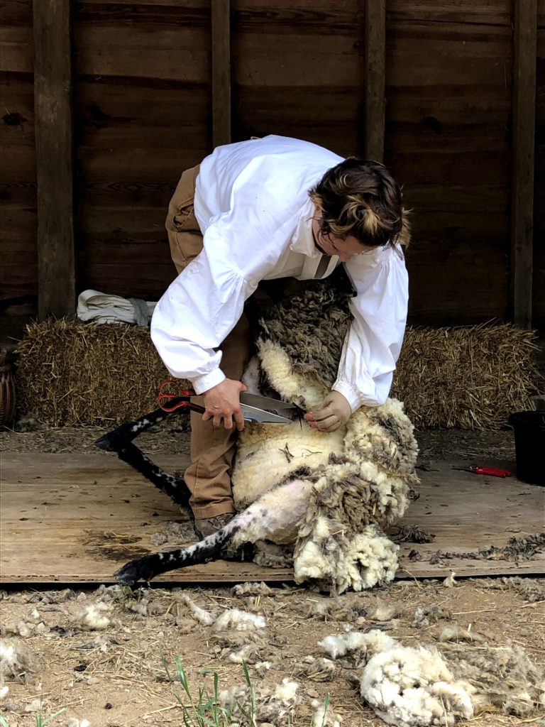 sheep shearing at Mount Vernon