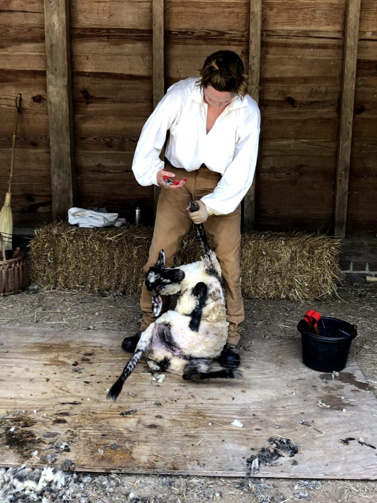 a historical interpreter trims the hooves of a newly shorn sheep