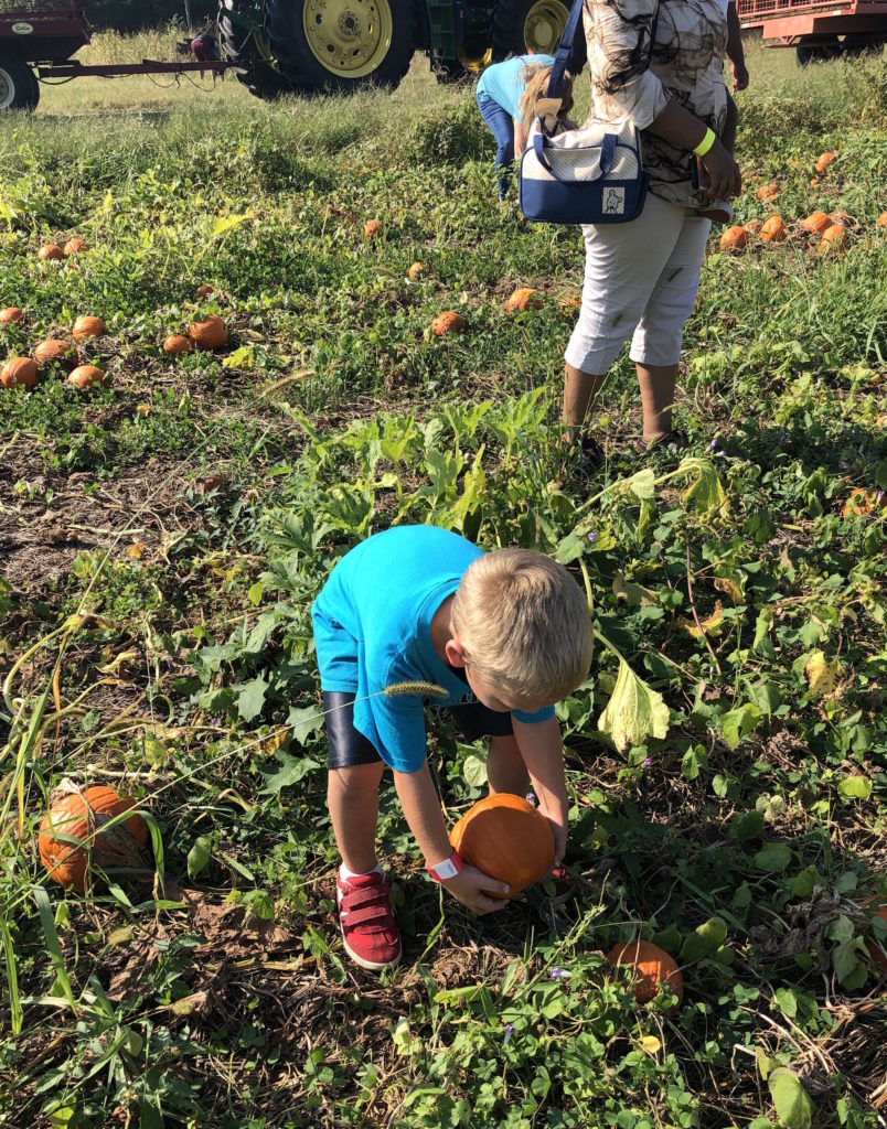 a child picks a pumpkin from a vine in the pumpkin patch