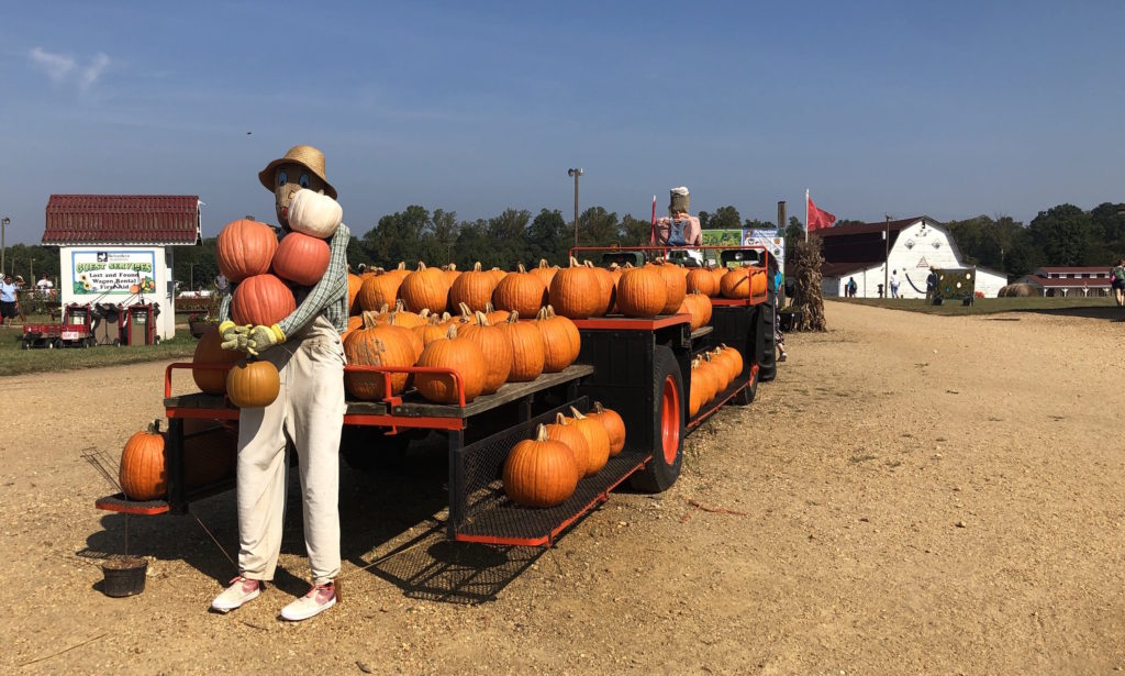 a scarecrow carrying six pumpkins stands in front of a truck loaded with pumpkins