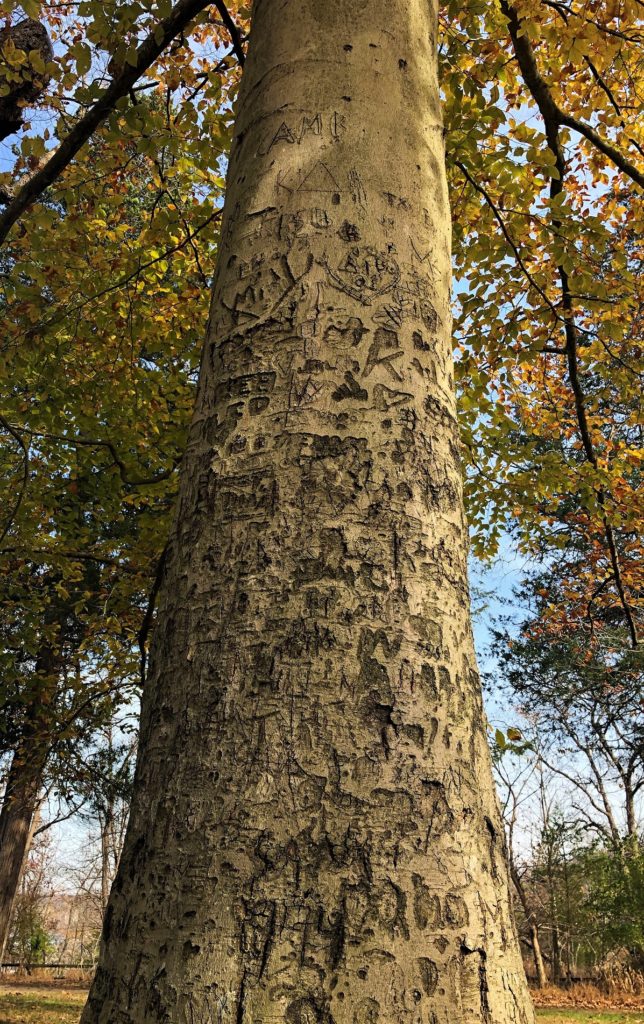 a tree trunk carved with initials from many years of visitors