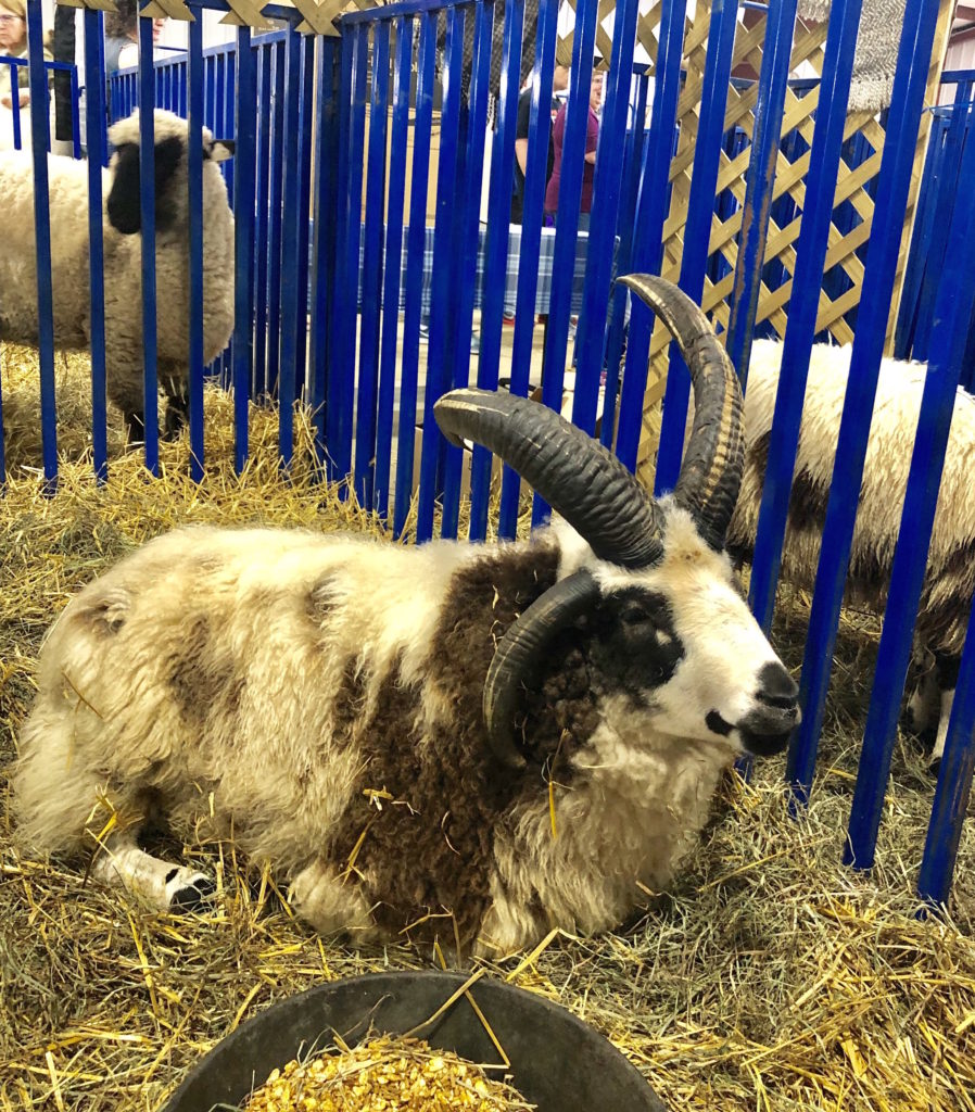 a white Jacob sheep with black markings and four black horns rests in a pen