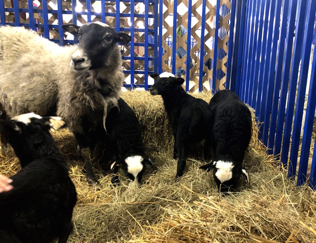 a mother Romanov sheep tends to four babies in a pen