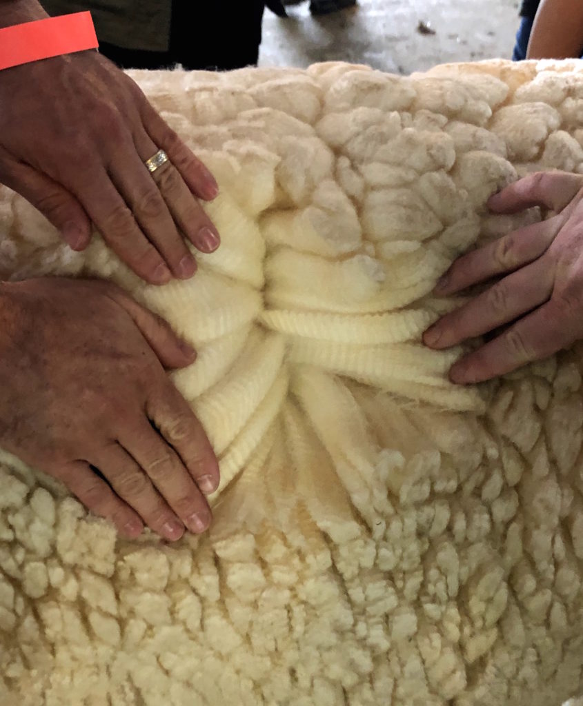 two sets of hands gently pull a sheep's wool to the side to reveal its depth and crimped texture