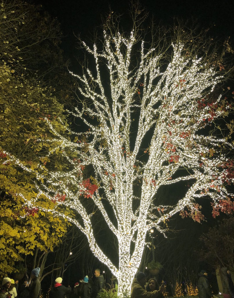 a tree is wrapped in lights at Busch Gardens Williamsburg's Christmas Town
