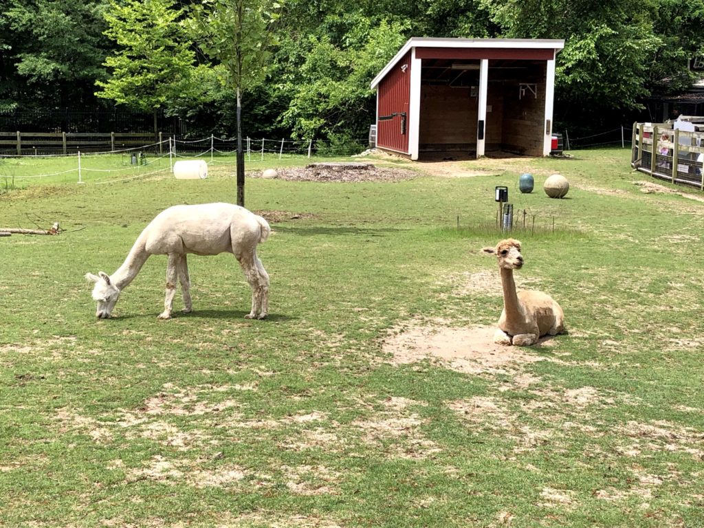two alpacas, one dining on grass and one resting, enjoy the sunny day outside their stalls