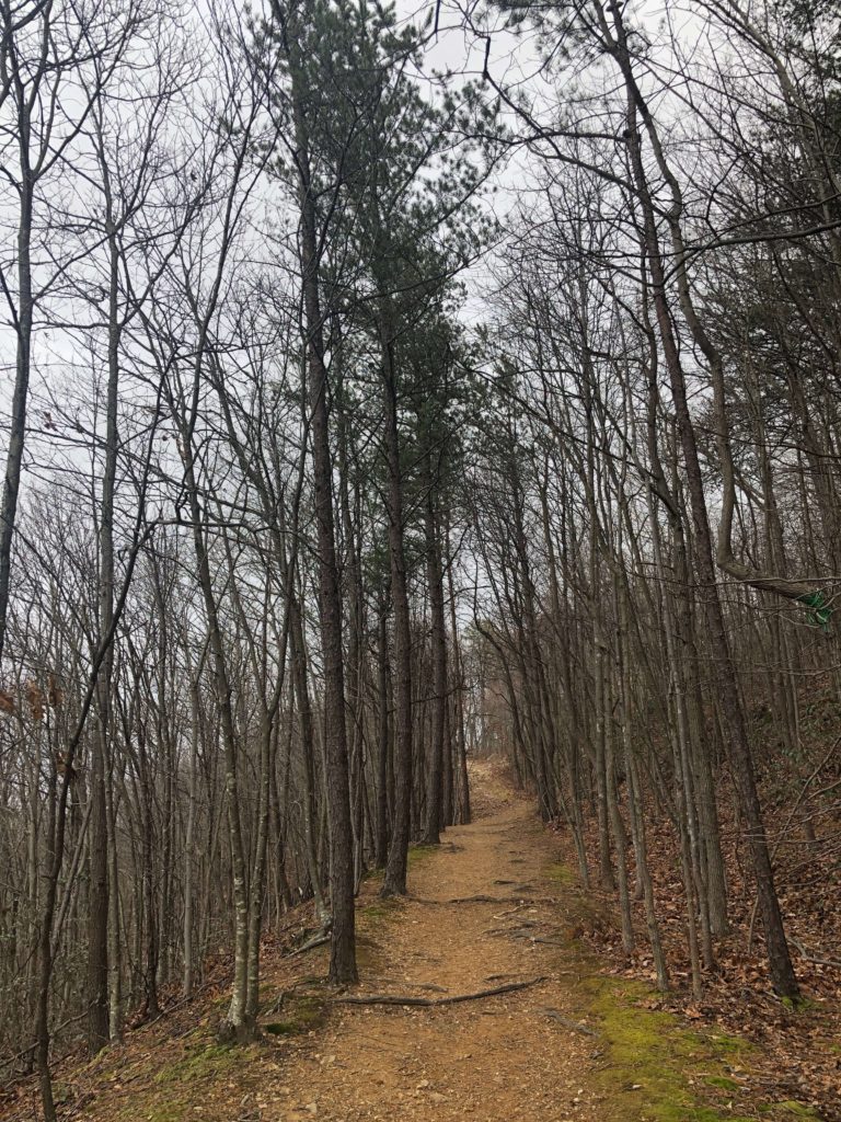 a long trail through pine trees