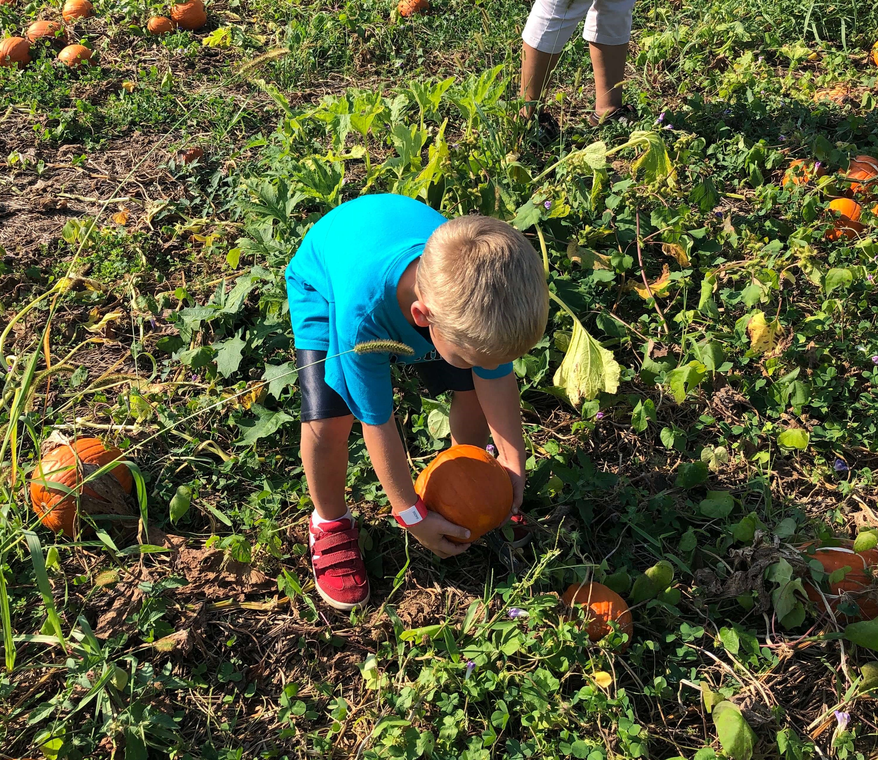 a young boy picks a pumpkin from the vine at a patch