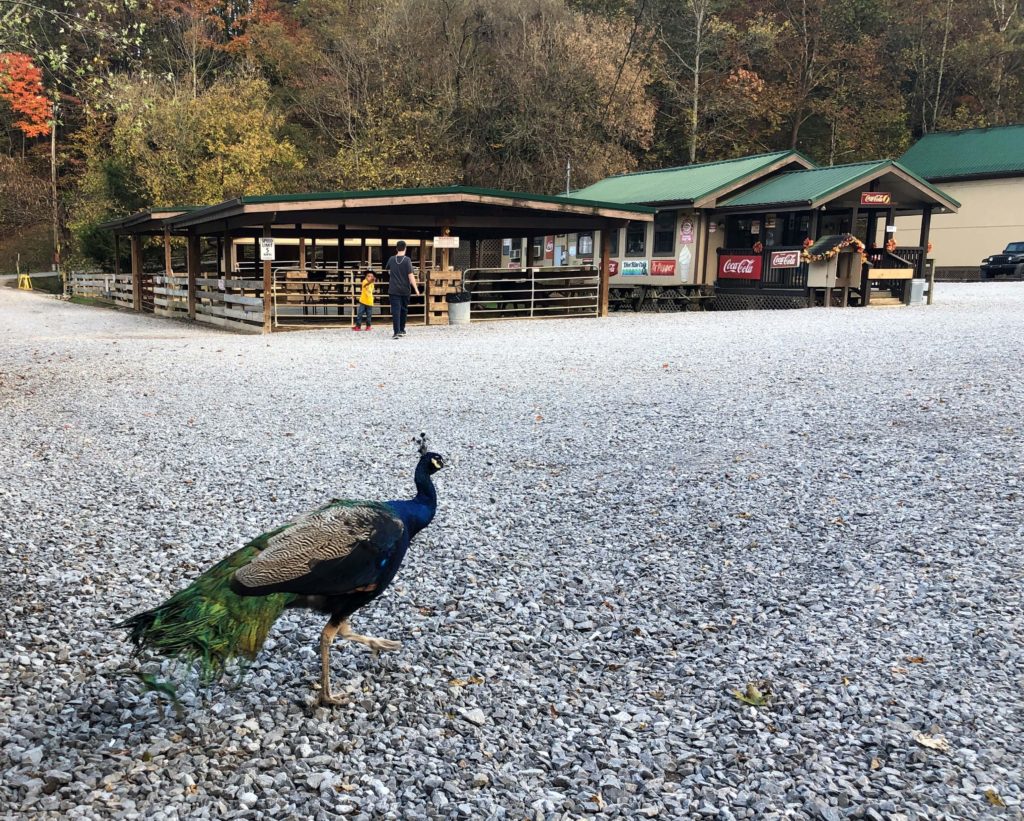 a peacock struts by the petting zoo
