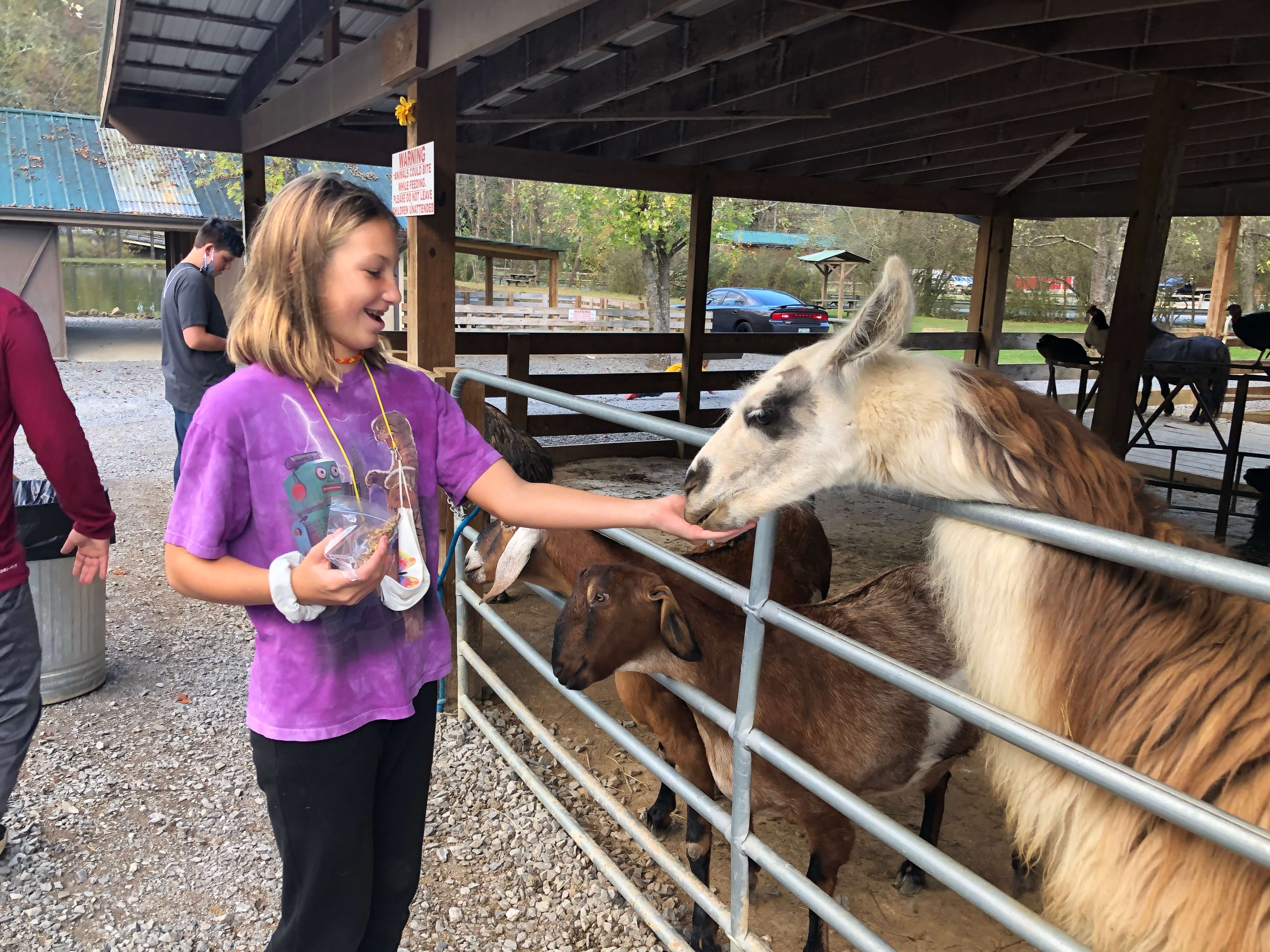 a young girl laughs as a llama eats out of her hand