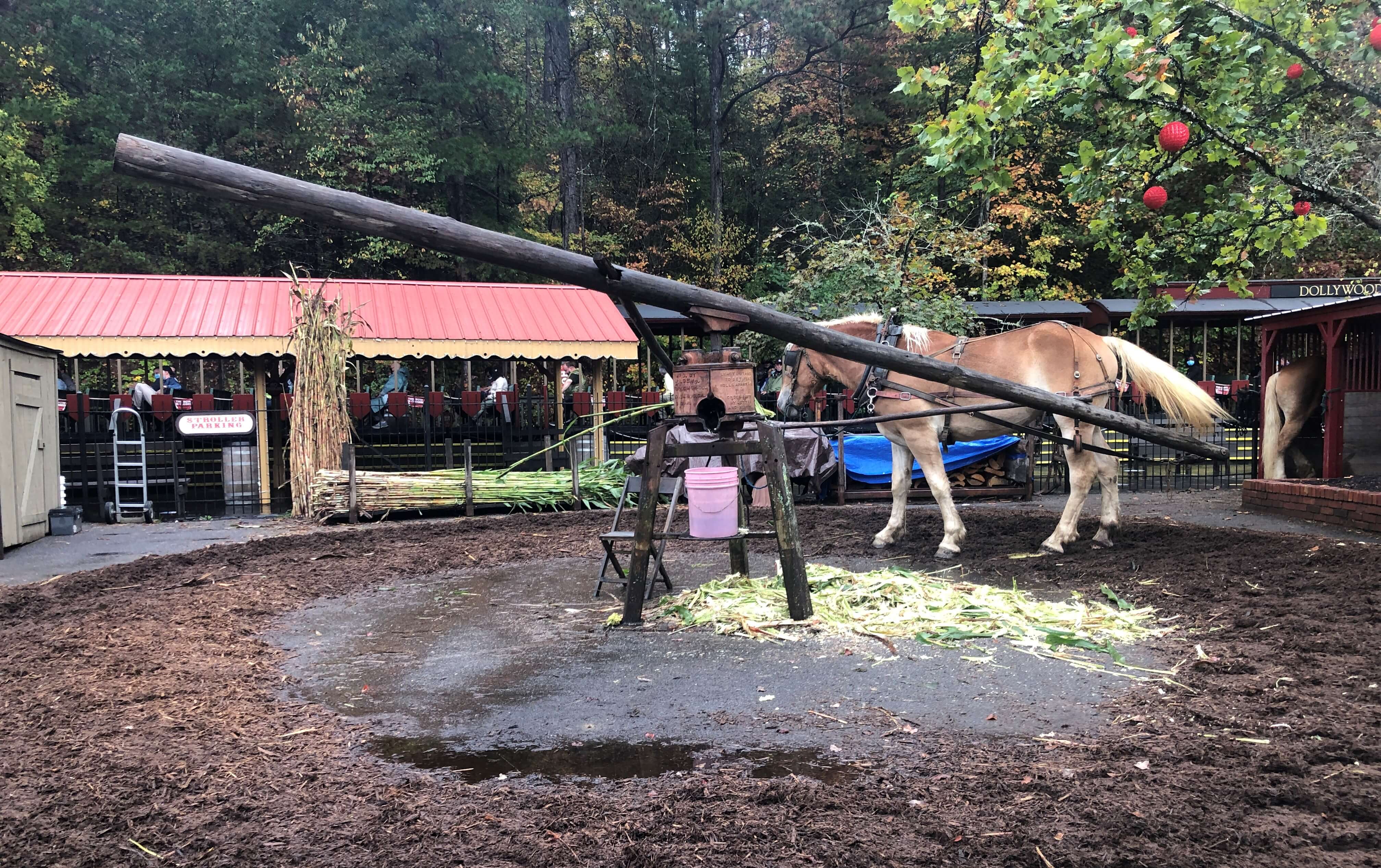 a horse takes a break from driving the sugar cane mill