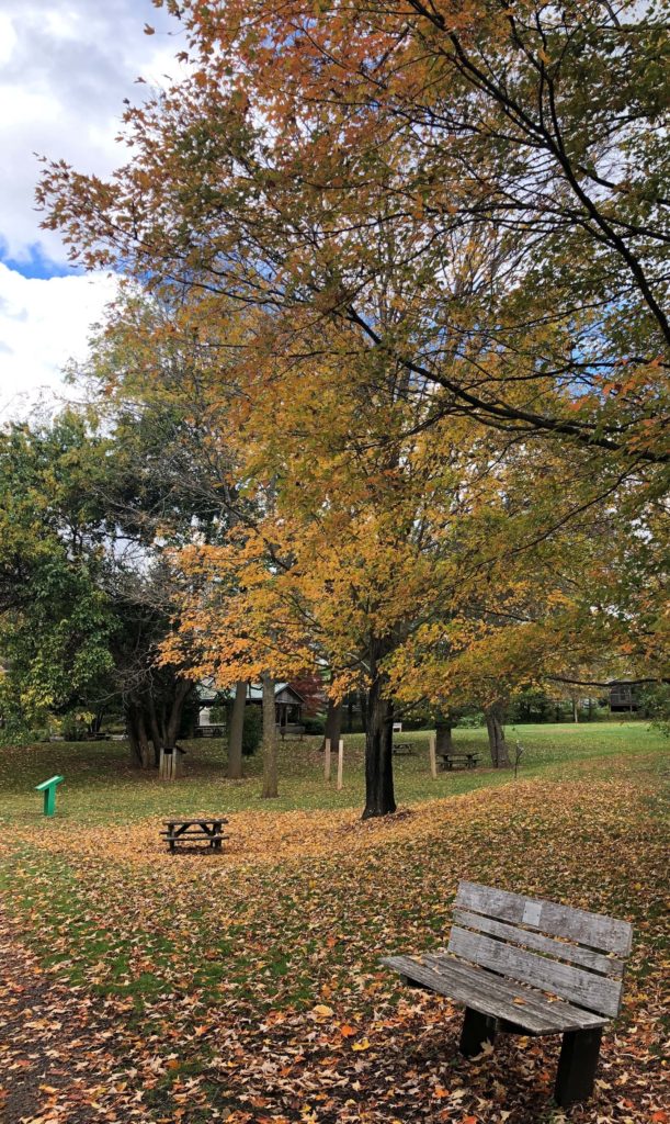 trees drop orange and gold leaves to the ground by a park bench, several picnic tables, and a picnic shelter