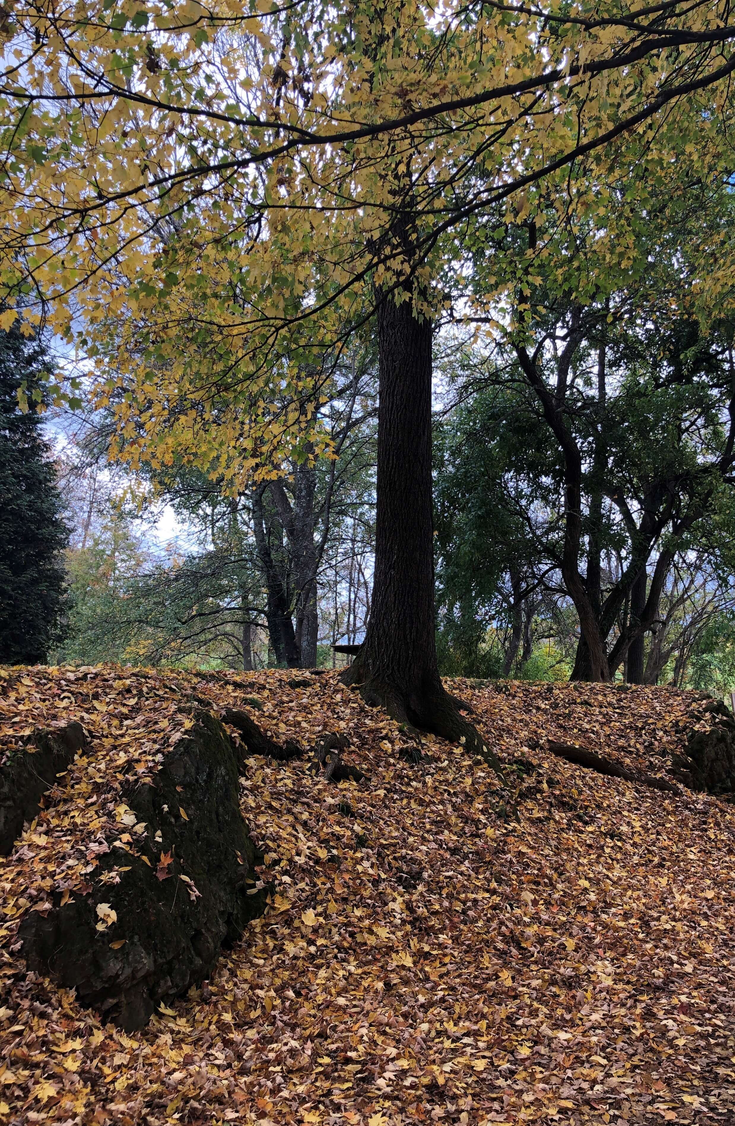 the ground below a tree is almost completely covered in leaves (except for one boulder)