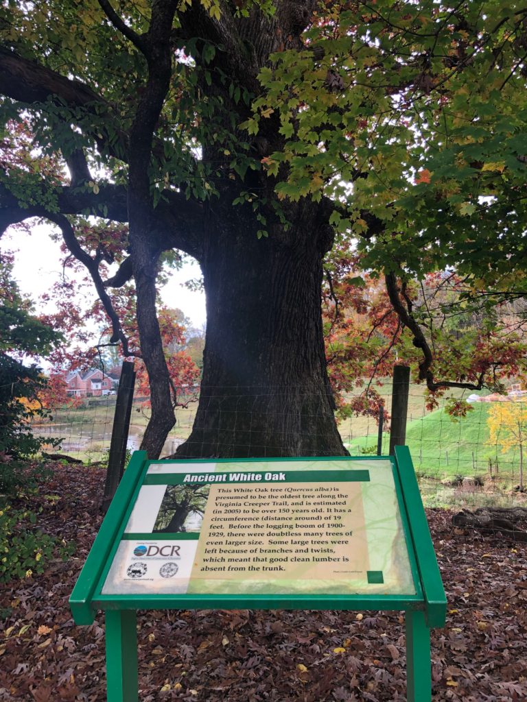 below a large tree's canopy, a sign reads "ANCIENT WHITE OAK" and details its age and significance