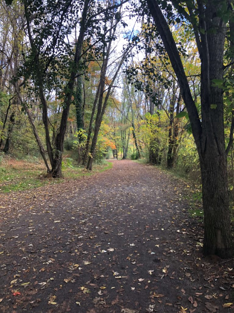 a trail winds through the woods, surrounded by trees of all colors in fall