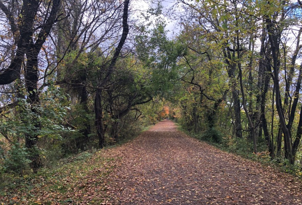 trees twist and connect above a leaf-littered path in the woods