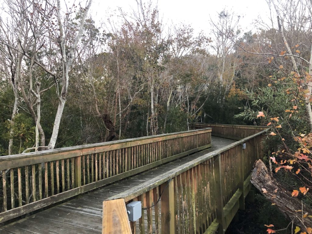 a wooden platform boardwalk enters the woods