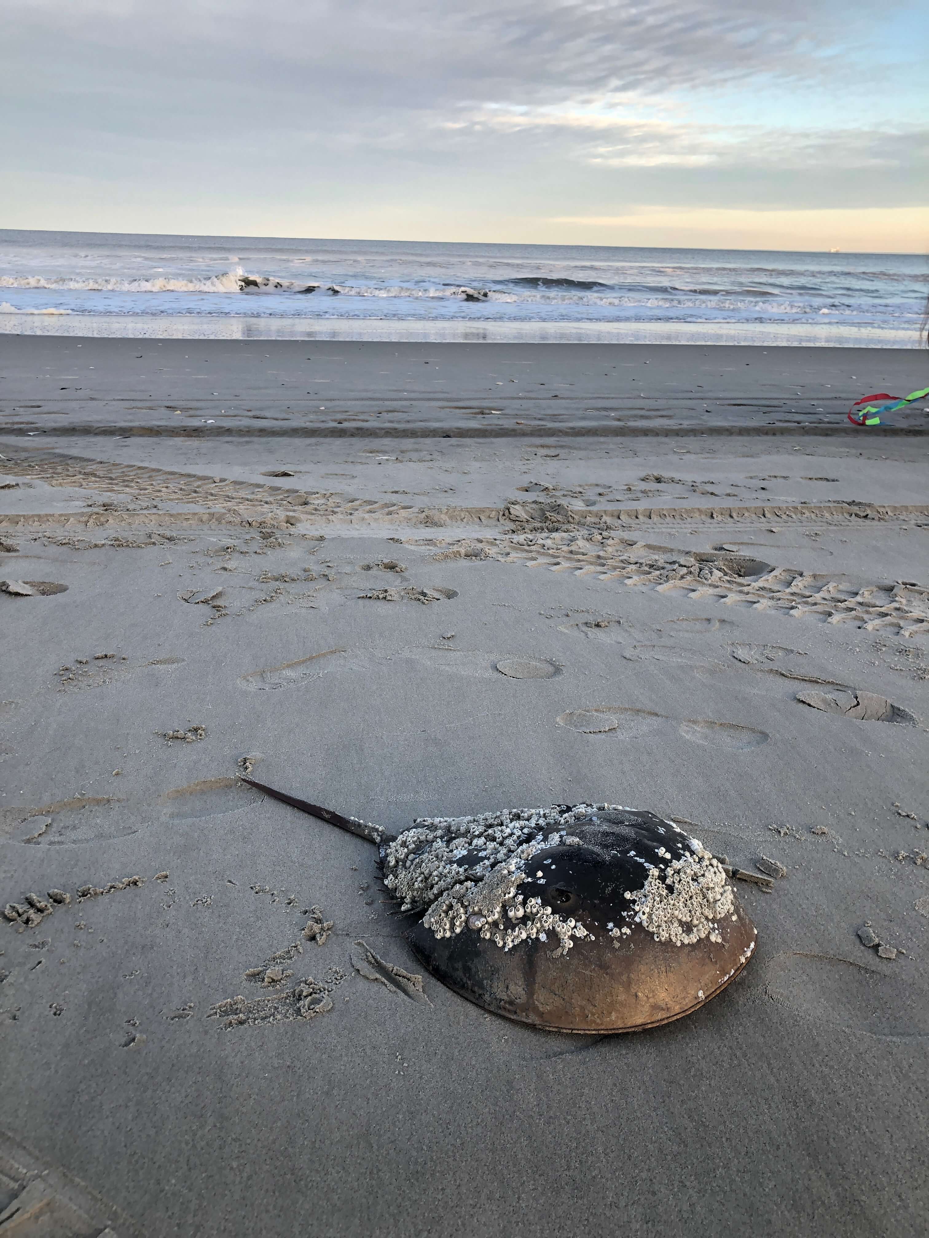 a stingray washed ashore in front of the surf