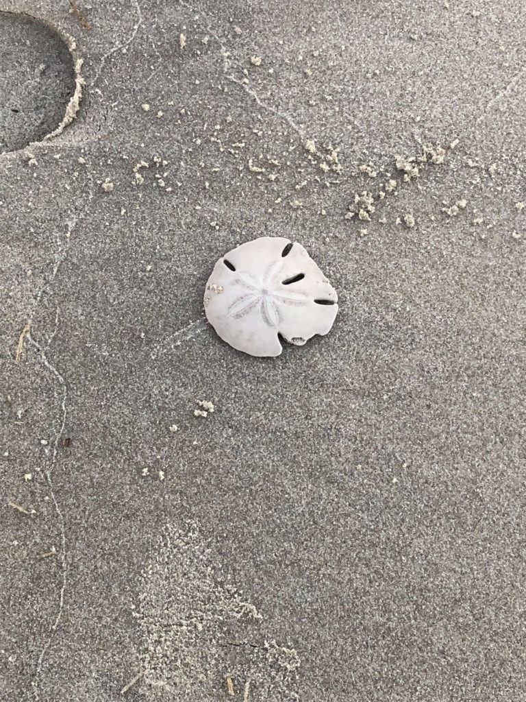 a sand dollar on the wet sand