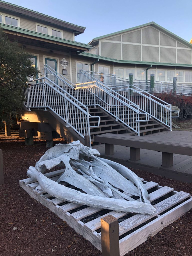 a whale skull on a a palette in front of the Center for Wildlife Education