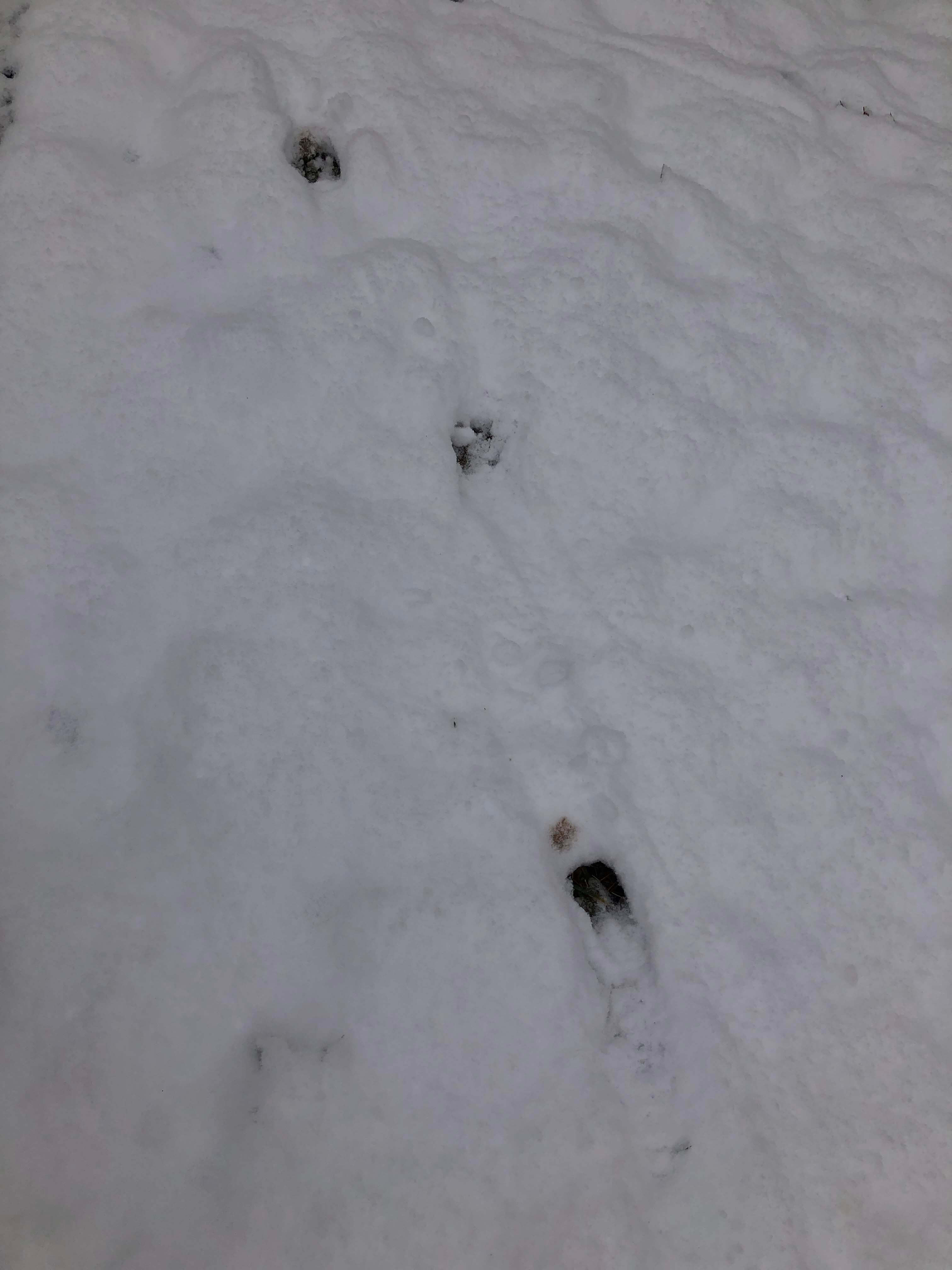 deer prints in freshly fallen snow