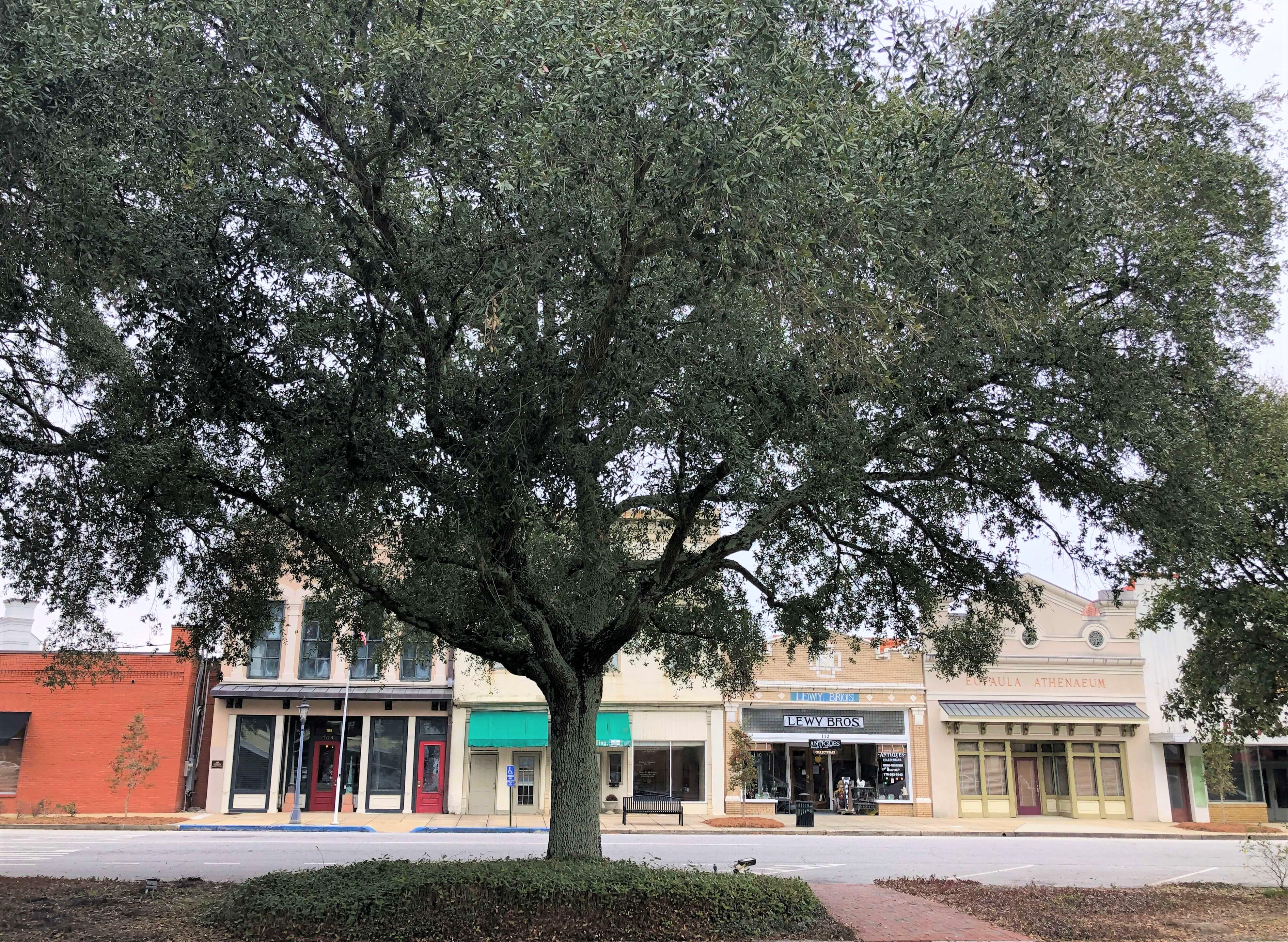 historical storefronts of Eufaula, Alabama behind a large tree in the center of the street