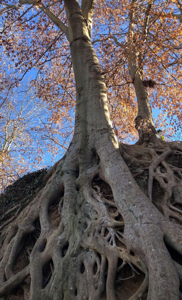 a large tree with gnarled roots has initials carved in it