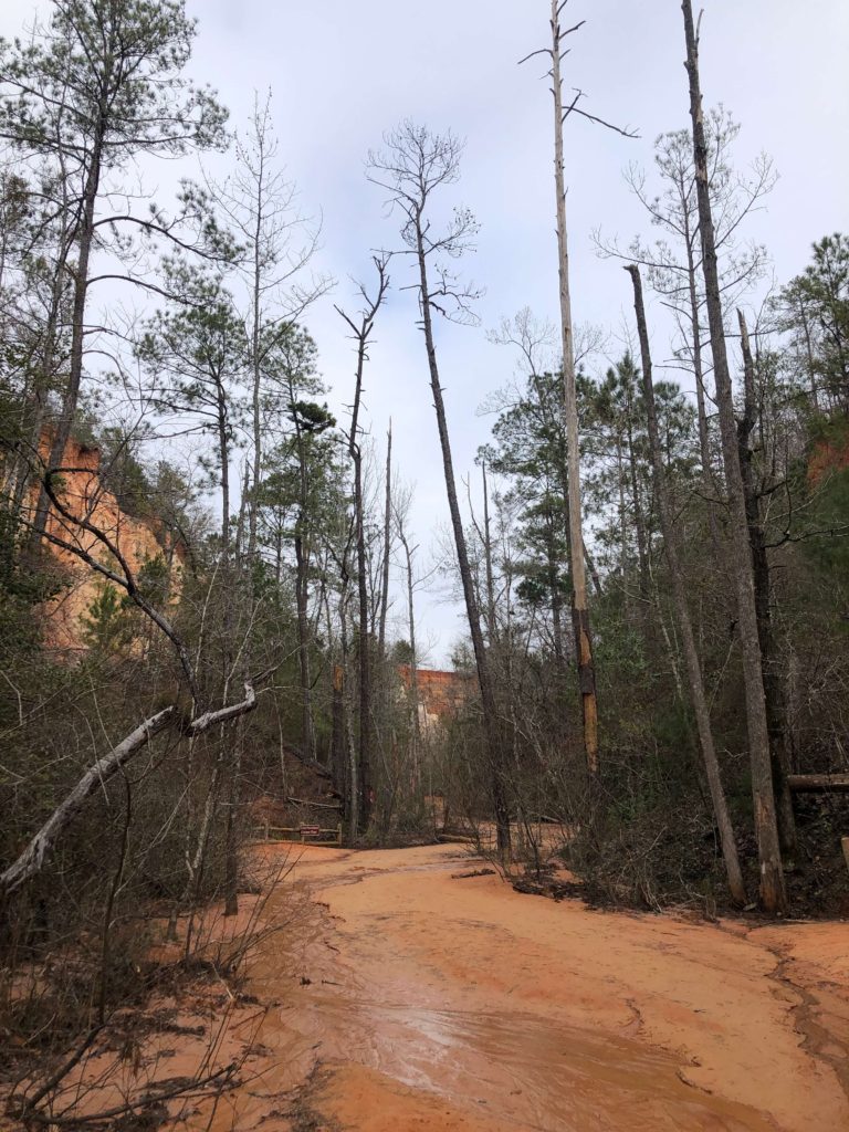 a view from the canyon bed of Providence Canyon, eroding orange and white soil lined with pine trees and a small creek
