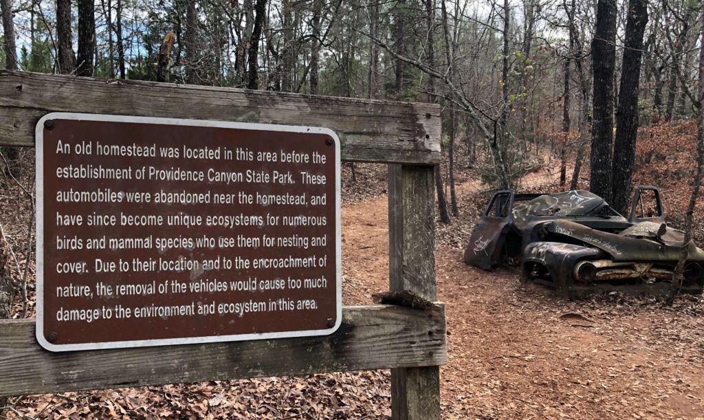 steps away from a rusting antique car, a sign is posted that reads:
An old homestead was located in this area before the establishment of Providence Canyon State Park. These automobiles were abandoned near the homestead and have since become a unique ecosystem for numerous birds and mammal species who use them for nesting and cover. Due to their location and to the encroachment of nature, the removal of the vehicles would cause too much damage to the environment and ecosystem in the area.