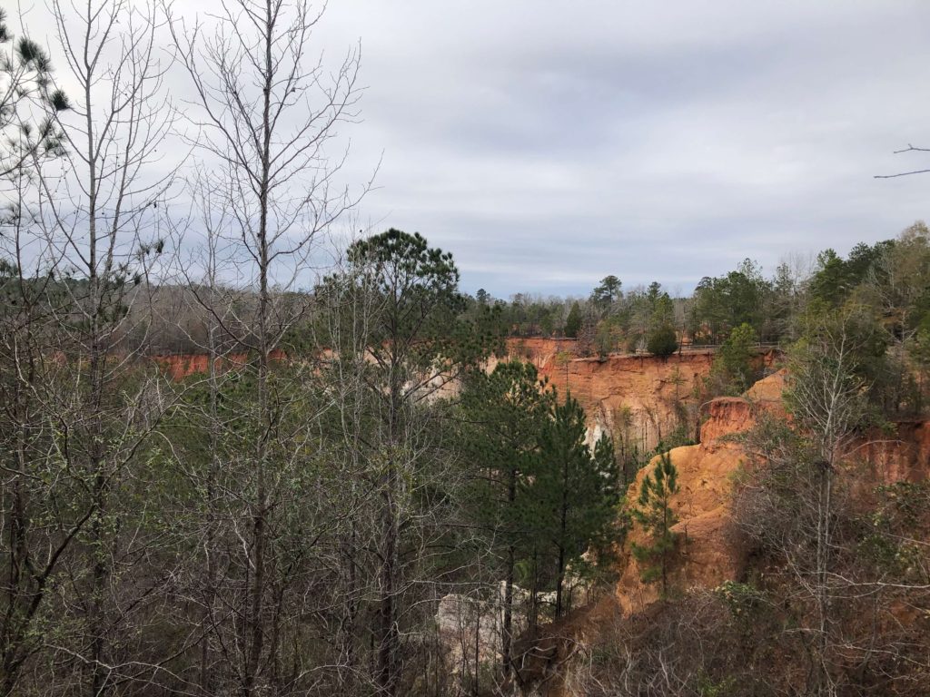 a view from the rim of Providence Canyon, eroding orange and white soil lined with pine trees