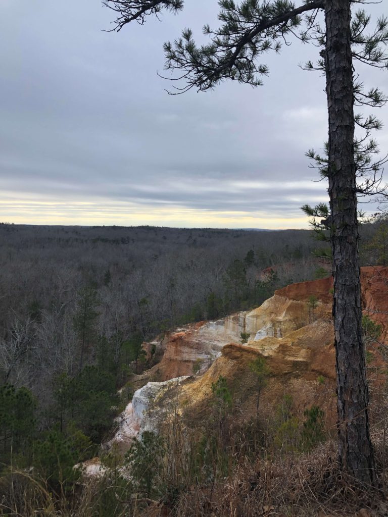 a pine tree on the edge of Providence Canyon