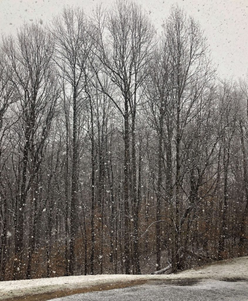 snow falls in front of barren trees