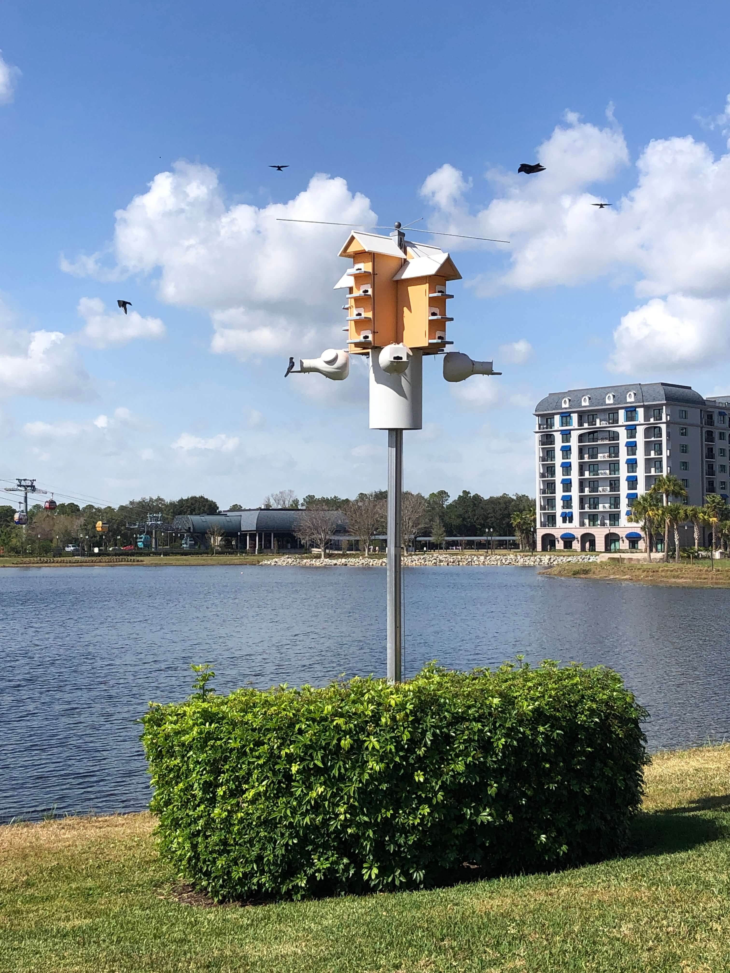 purple martins swarm a birdhouse in front of a bay