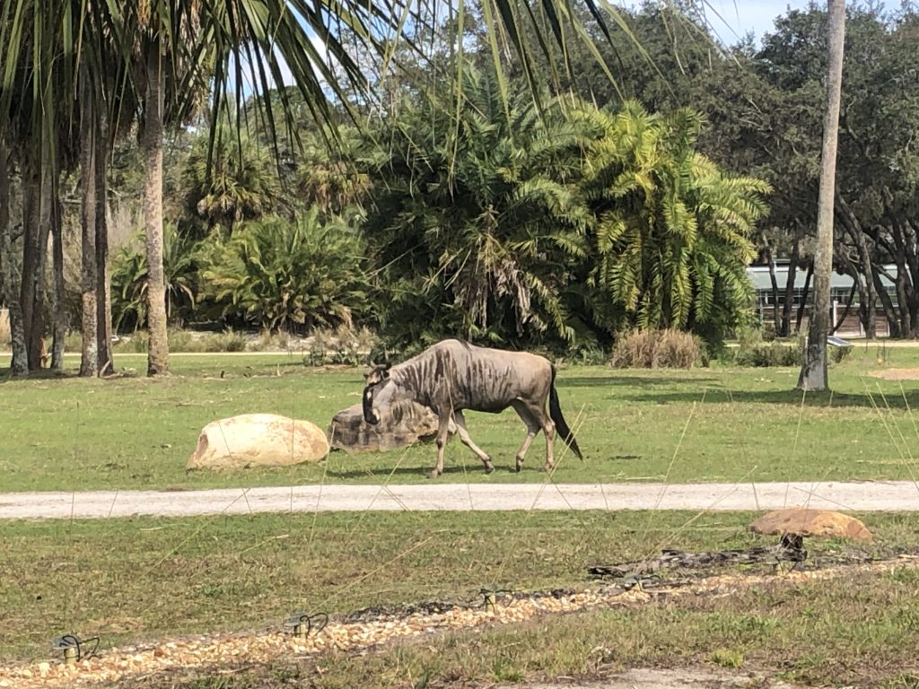 a wildebeest crosses the savanna