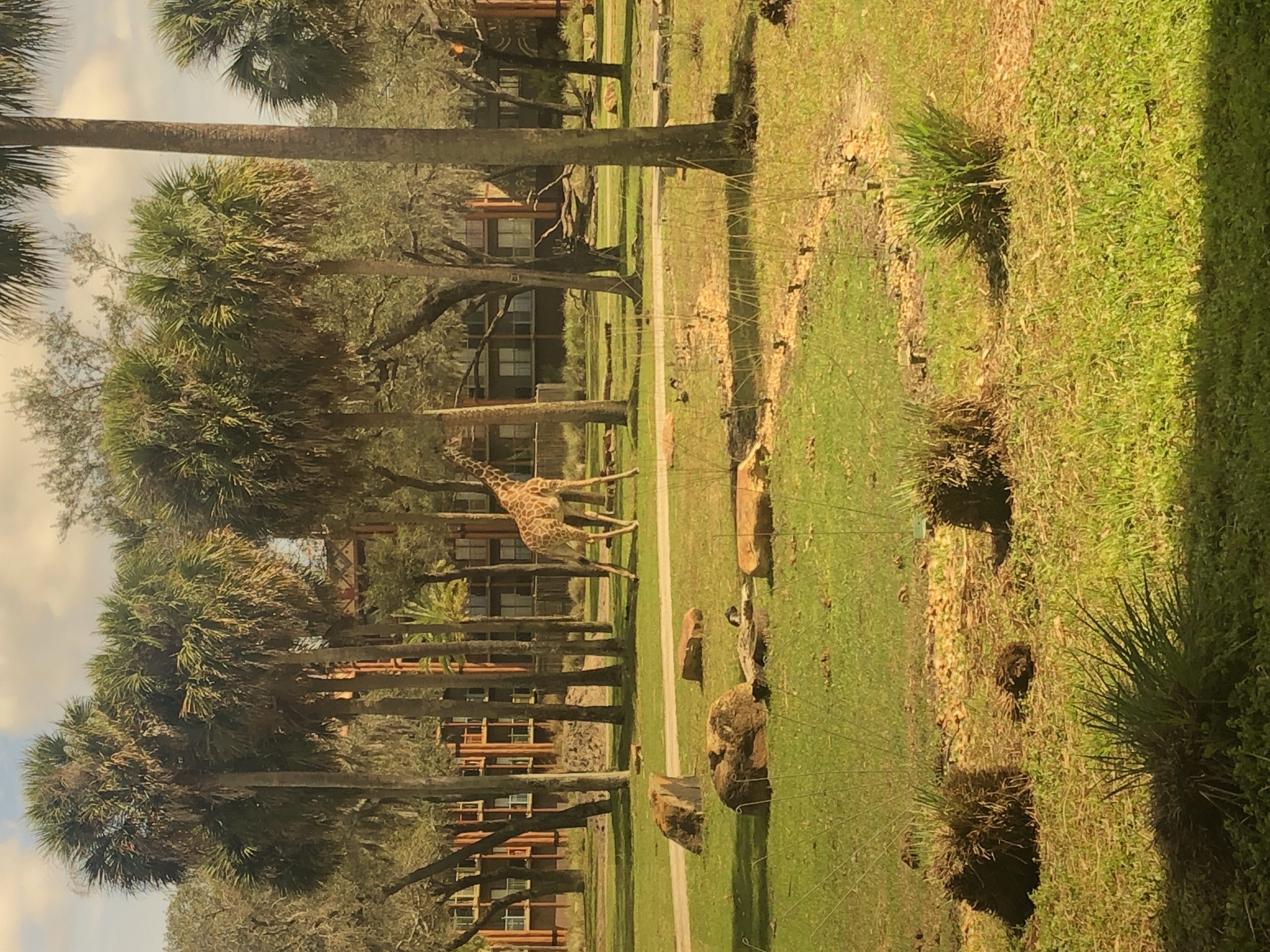 with resort rooms barely visible in the distance, a giraffe crosses the savanna