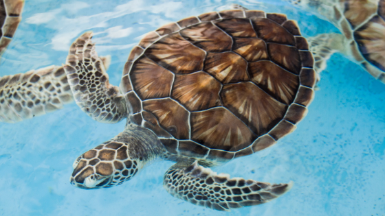 https://www.atyarnslength.com/wp-content/uploads/2021/03/Header-Georgia-Sea-Turtle-Center.png