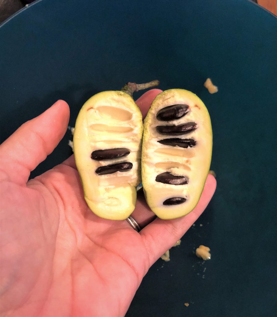 an open pawpaw fruit displaying large, black seeds