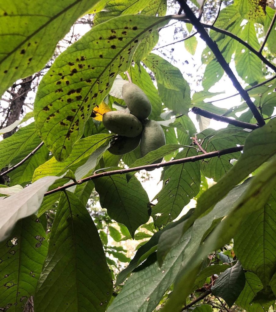 a cluster of pawpaw fruits growing in the understory of a wooded area
