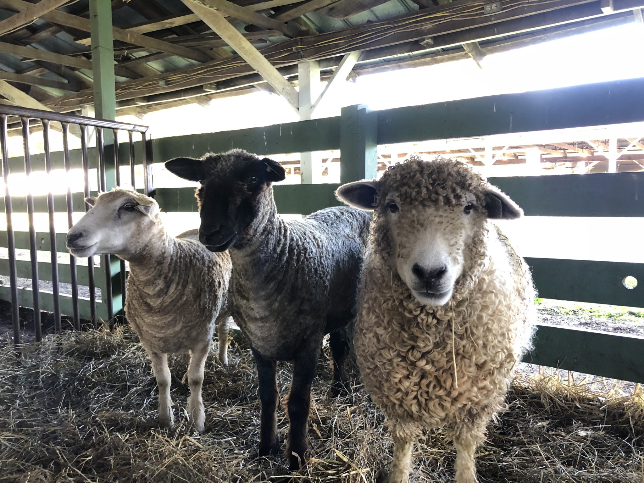 Visit the Shenandoah Valley Fiber Festival with Me At Yarn's Length