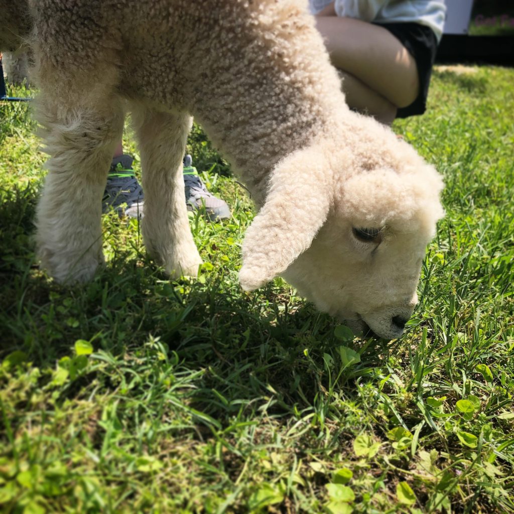a lamb munches on grass outside the Montpelier Fiber Festival and Sheepdog Trials