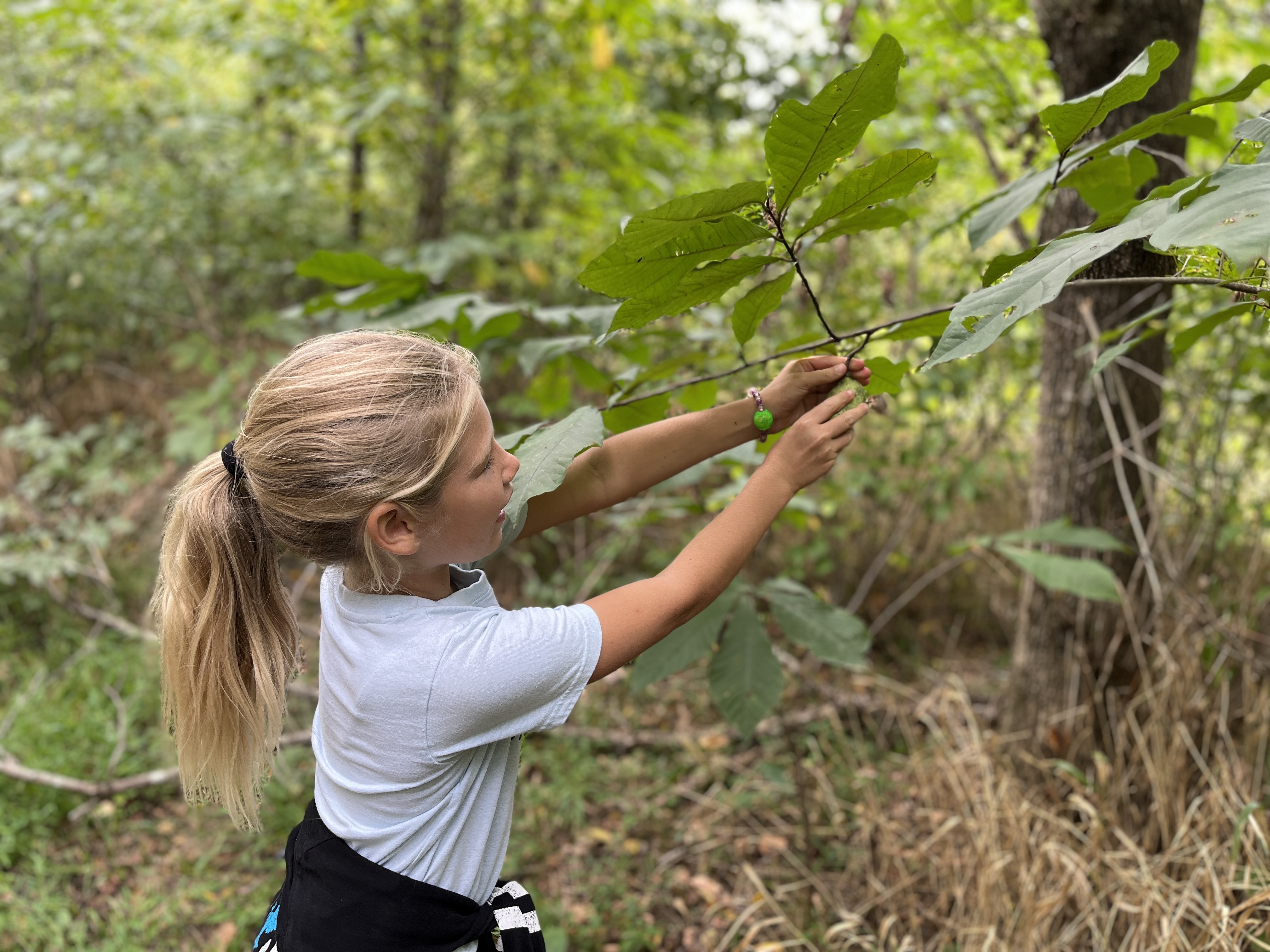 a young girl picks ripe pawpaws from a tree