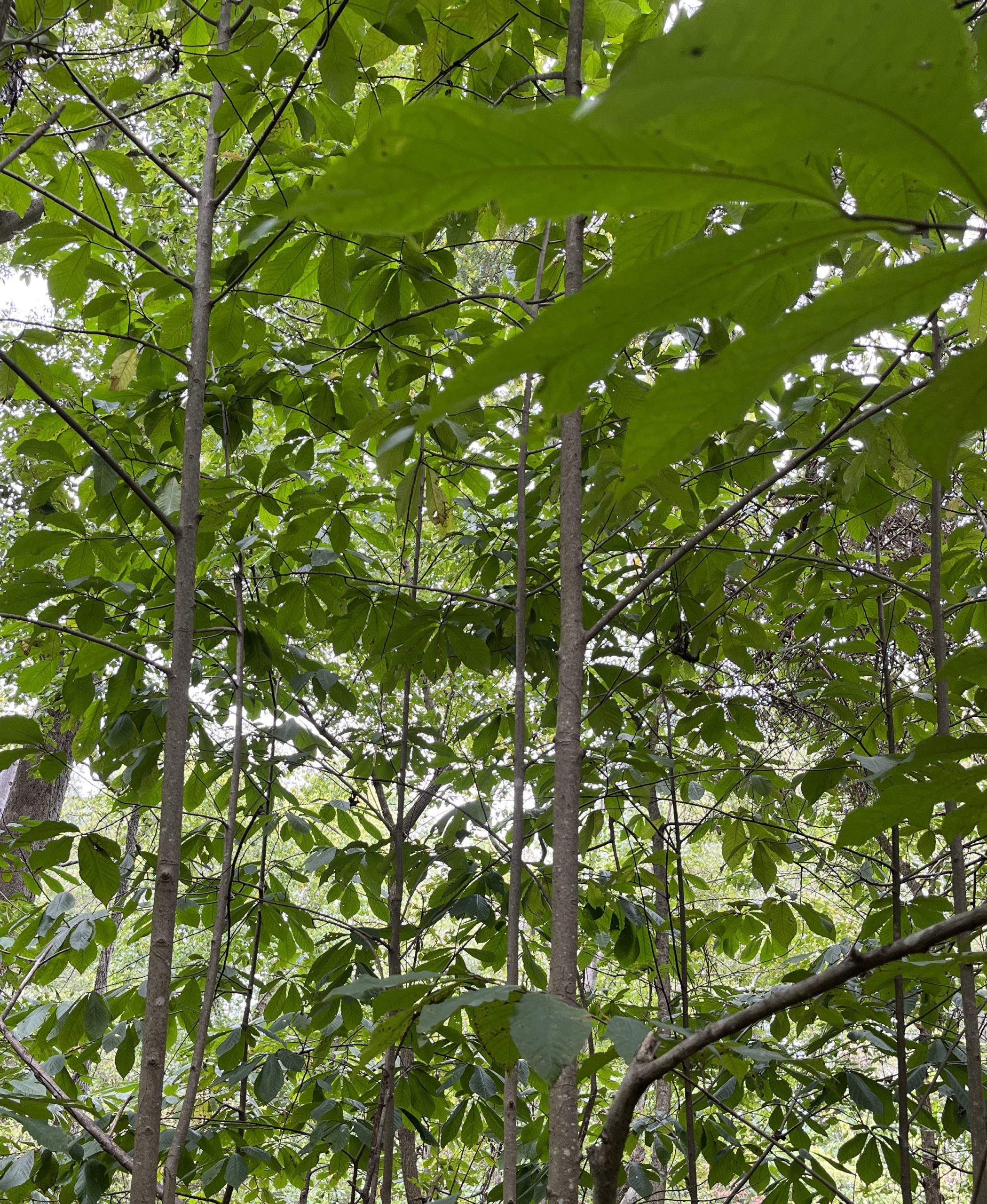 pawpaw trees in early fall