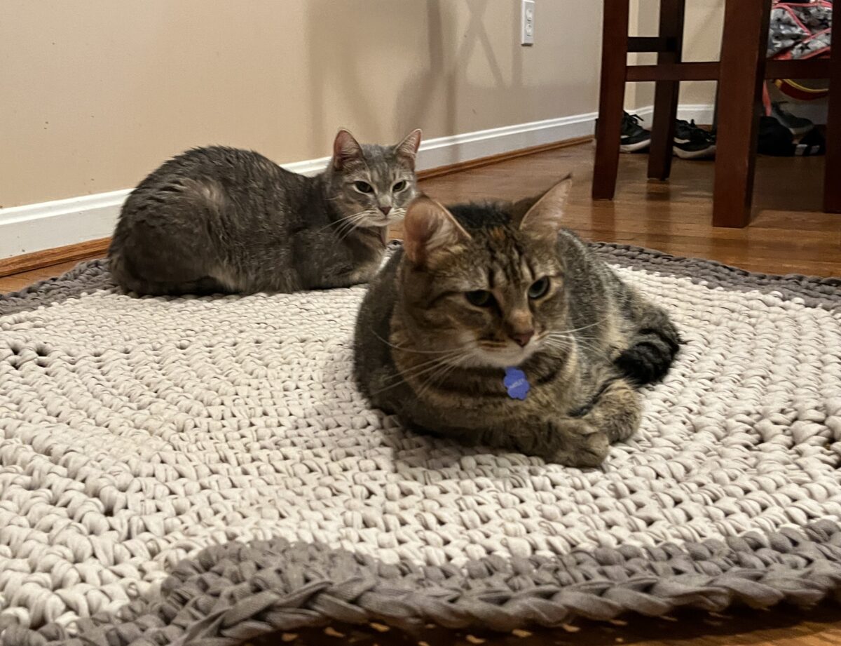Two cats lounge on a rug made of Hoooked Ribbon XL in Sandy Ecru and Earth Taupe