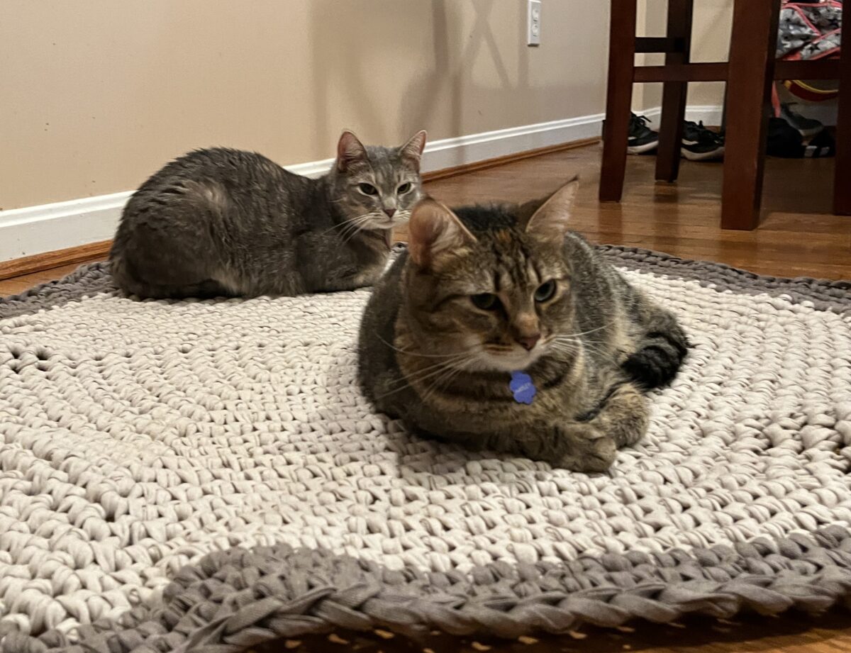 Two cats lounge on a rug made of Hoooked Ribbon XL in Sandy Ecru and Earth Taupe